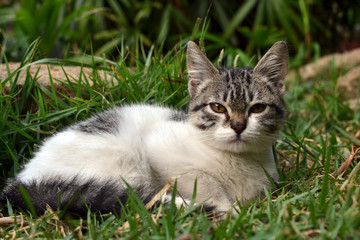 cute litle kitten lying on the grass looking