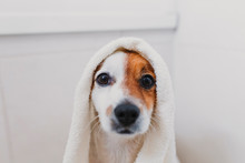 Cute Lovely Small Dog Wet In Bathtub. Young Woman Owner Getting Her Dog Dried At Home. White Background