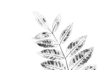 Wall Mural - Black and white ink stamp of a leaf with organic texture. Isolated leaf from tree.