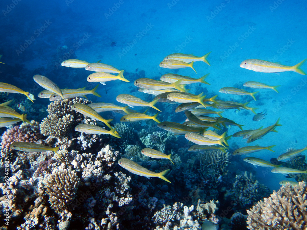 Korallenriff mit bunten Fischen - obrazy, fototapety, plakaty 
