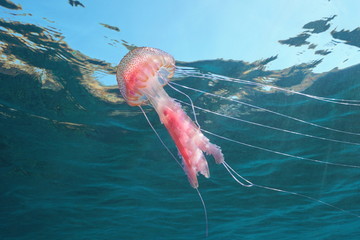 Mauve stinger jellyfish, Pelagia noctiluca, below water surface in Mediterranean sea, Spain