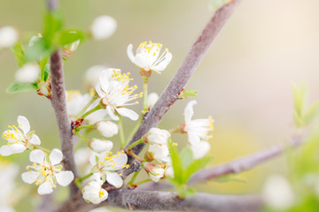 Wall Mural - Beautiful macro of white small wild apple flowers and buds on tree branches with green leaves. Pale light faded pastel tones. Amazing spring nature. Natural floral background copyspace.