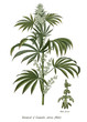 Cannabis sativa male tree botanical vintage engraving illustration clip art isolated on white background