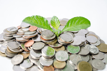 Green tree on the pile of silver coins Isolated on white background Concept of saving, economic growth Close-up view