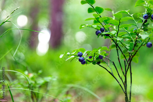 Shrubs with blueberry fruits in the forest
