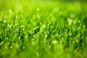 Poster - green grass with water drops