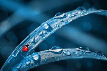 Wall Mural - Red ladybird on the fantastic blue  fresh grass. with drops. Summer natural background.