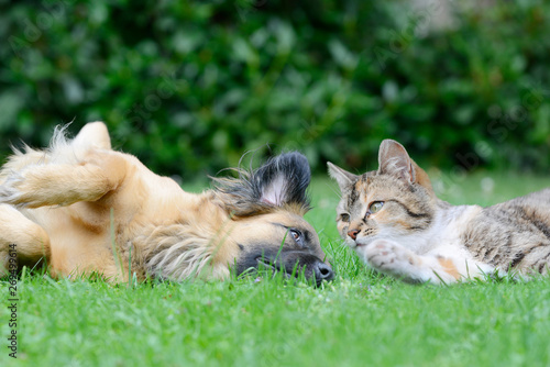 dog and cat lying on meadow in the garden © Carola Schubbel