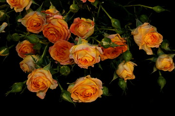  beautiful yellow rose with buds and green leaves on black background