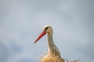 Wall Mural - White stork (Ciconia ciconia) in the nest against  blue sky.