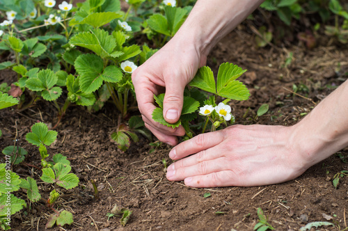 Gardener Handles Bush Of Strawberries In The Garden Weed Control