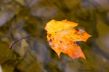 autumn leaves on water