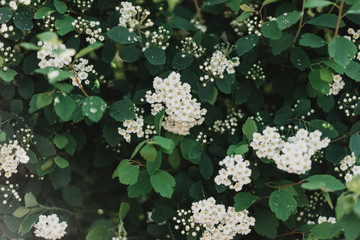  bush bride, little white flowers