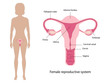 Female reproductive system vector ESP10