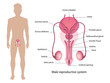 Male reproductive system vector ESP10