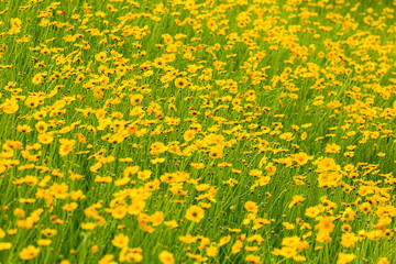 Wall Mural - coreopsis lanceolata blooming on flower field