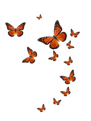 Poster - tropical flock of flying colored butterflies isolated on white