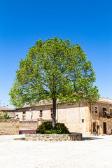 Wall Mural - Pedraza, Castilla Y Leon, Spain: a lonely tree in Plaza del Ganado. Pedraza is one of the best preserved medieval villages of Spain, not far from Segovia