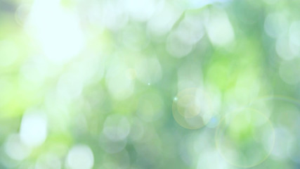 Wall Mural - green bio background, abstract blurred foliage bright sunlight. organic design nature abstract backg