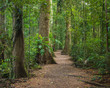 Path in the rainforest at Mary Cairncross Scenic Reserve, Queensland, Australia.