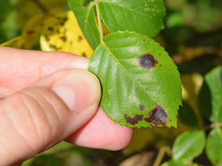 Wall Mural - Rose black spot - fungal disease 