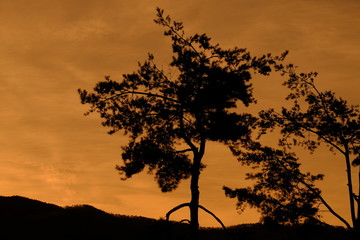 tree in sunset