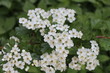 © foto1324AAA - Shrub blossoms