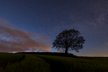 Wall Mural - Tree in fields under a starry sky, Cornwall, UK
