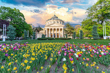 Romanian Atheneum At Sunset With Red And Yellow Flowers In Front. Bucharest, Romania.