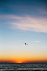 Wall Mural - Beautiful sun rise and seagulls flying in red sky above sea waves on tropical island. Waves in ocean at sunset light. Tranquil calm moment. Summer vacation. Copy space