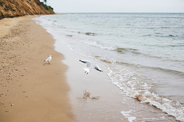 Wall Mural - Beautiful seagulls and sea waves foam on sandy beach with seashells on tropical island. Waves and birds in ocean bay or lagoon. Tranquil calm moment. Summer vacation. Copy space