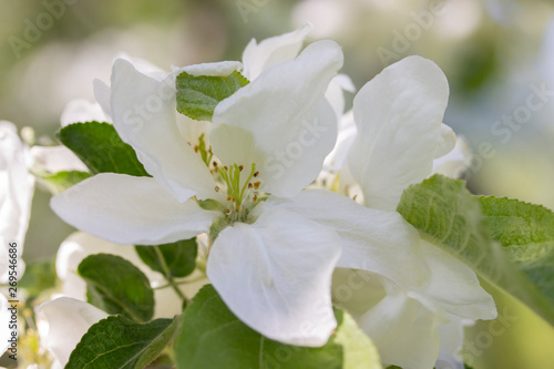 Dekoracja na wymiar  biale-kwiaty-jabloni-makru-makro-platki-precika-kwiatu-jabloni