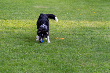 A young dog plays on a green lawn on a Sunny summer day.