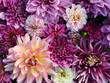 Many beautiful blooming dahlia flowers, floral summer background. Colorful dahlias in full bloom