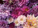 Many beautiful blooming dahlia flowers, floral summer background. Colorful dahlias in full bloom