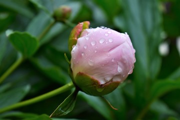 pink rose with water drops