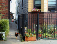 West Side Chicago Urban Chicken Rooster On The Loose With Cat Watching