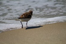Sandpiper On The Beach On Ocracoke Island North Carolina 
