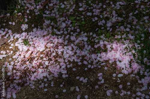 地面に落ちた桜の花びら Stock 写真 Adobe Stock 地面に落ちた桜の花びら Stock 写真 Adobe Stock