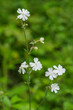 Blütenpflanze, Weiße Lichtnelke, Silene latifolia