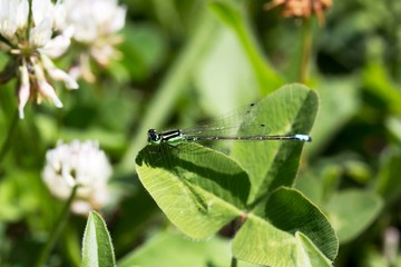 dragonfly on leaf