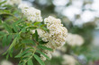 © dorotaemiliac - Closeup of flowering rowan tree corymb in spring, blurred background, text space