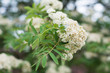 © dorotaemiliac - Closeup of flowering rowan tree corymb in spring, blurred background