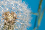 Fototapeta Dmuchawce - Dandelion Seed Head Blowball Close Up on Blue Abstract Background 