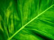 © AkeDynamic - Full Frame Background of Green Leaf Texture