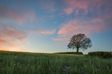 Wall Mural - Tree in fields at sunset with beautiful pastel colours in the sky, Cornwall, UK