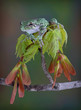 Grey tree frog on spring maple leaves