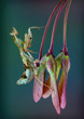 Kenya Flower Mantis on seed pods
