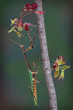 Texas Unicorn mantis on budding maple branch
