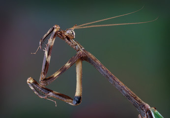 Poster - Texas Unicorn mantis cleaning his leg